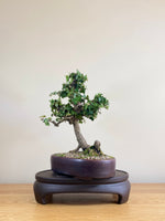 ENGLISH IVY (SLANT) - MiniGardens NZ