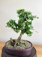 ENGLISH IVY (SLANT) - MiniGardens NZ