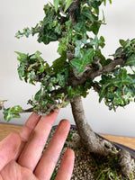 ENGLISH IVY (SLANT) - MiniGardens NZ