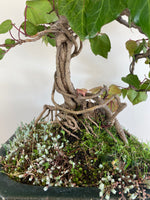 ENGLISH IVY (INFORMAL)