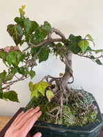 ENGLISH IVY (INFORMAL)