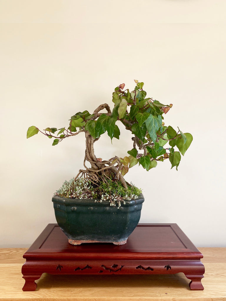 ENGLISH IVY (INFORMAL) – MiniGardens Bonsai NZ