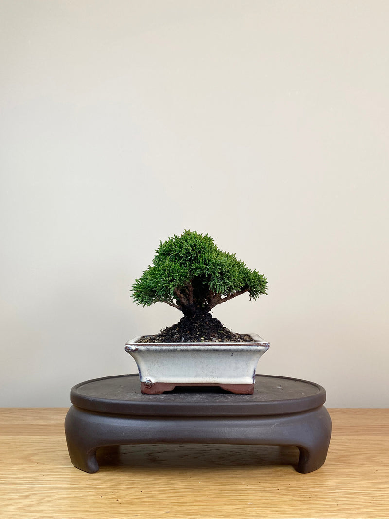 JAPANESE HINOKI CYPRESS (JC08001)