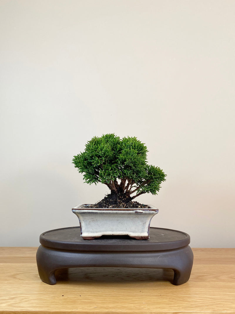 JAPANESE HINOKI CYPRESS (JC08002)