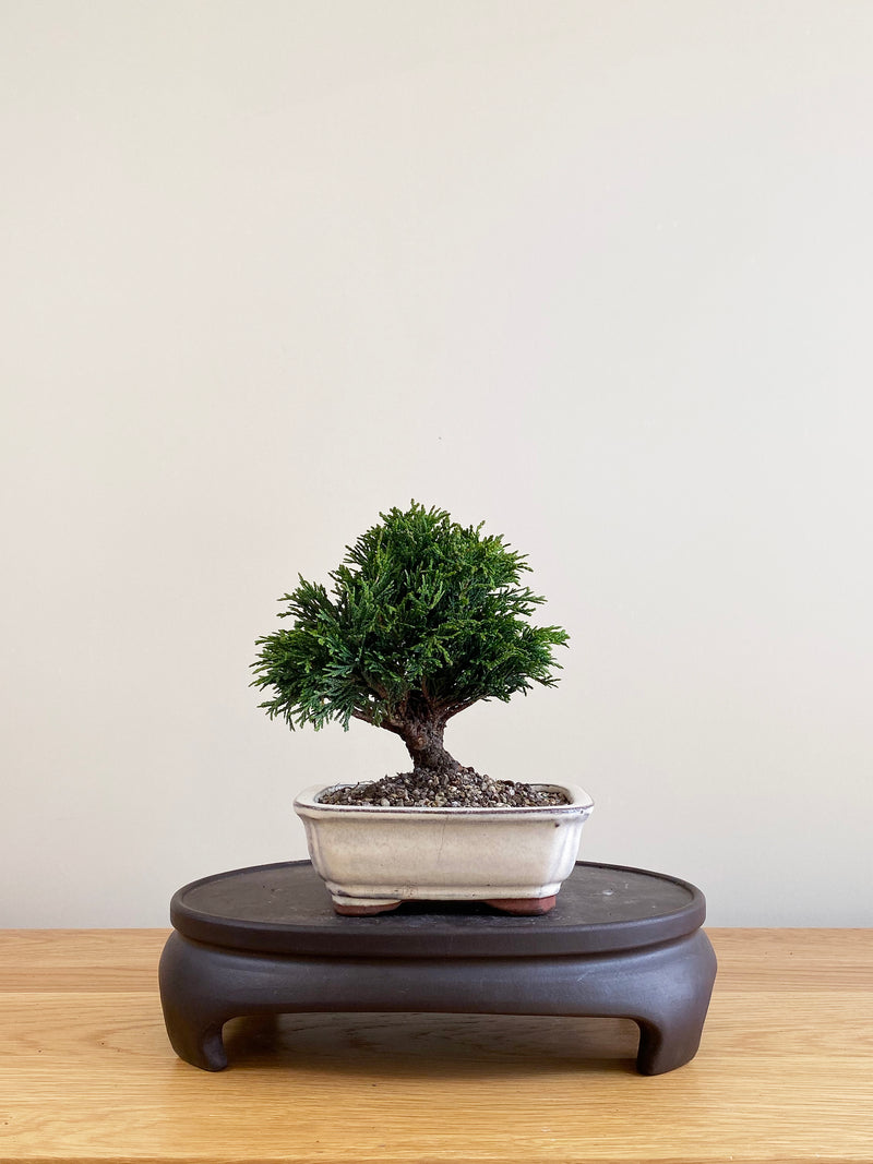 JAPANESE CYPRESS (JC09001)