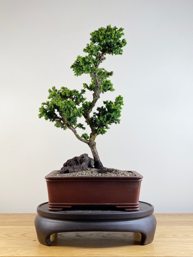 JAPANESE CEDAR (INFORMAL STYLE)