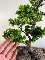 JAPANESE CEDAR (INFORMAL STYLE)