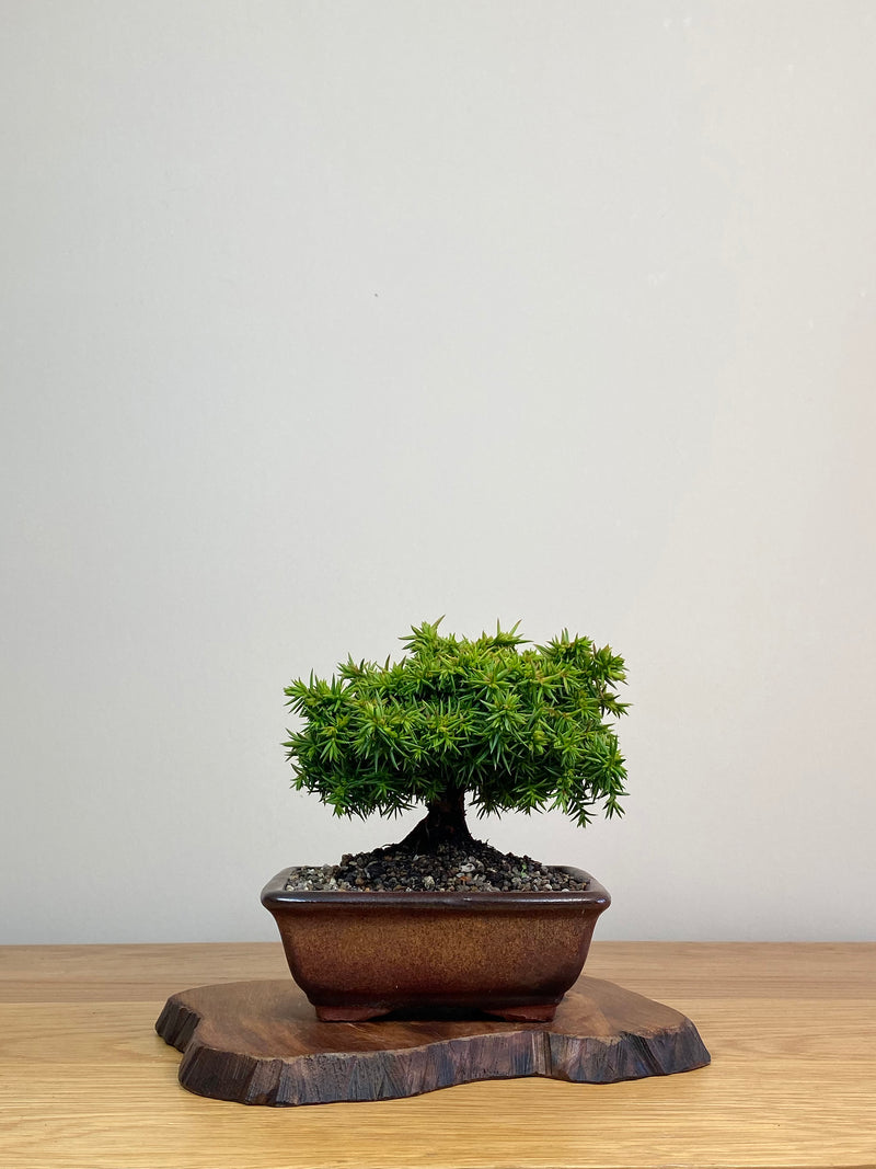 JAPANESE CEDAR (JC2103001)