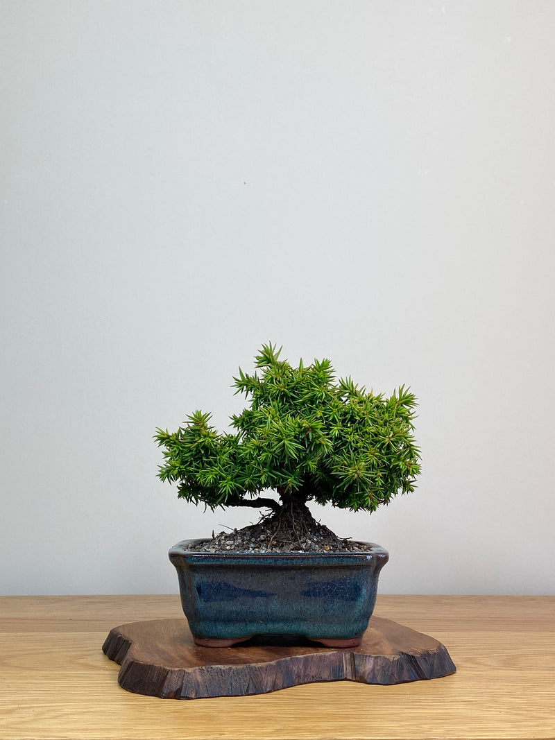 JAPANESE CEDAR (JC2103002)