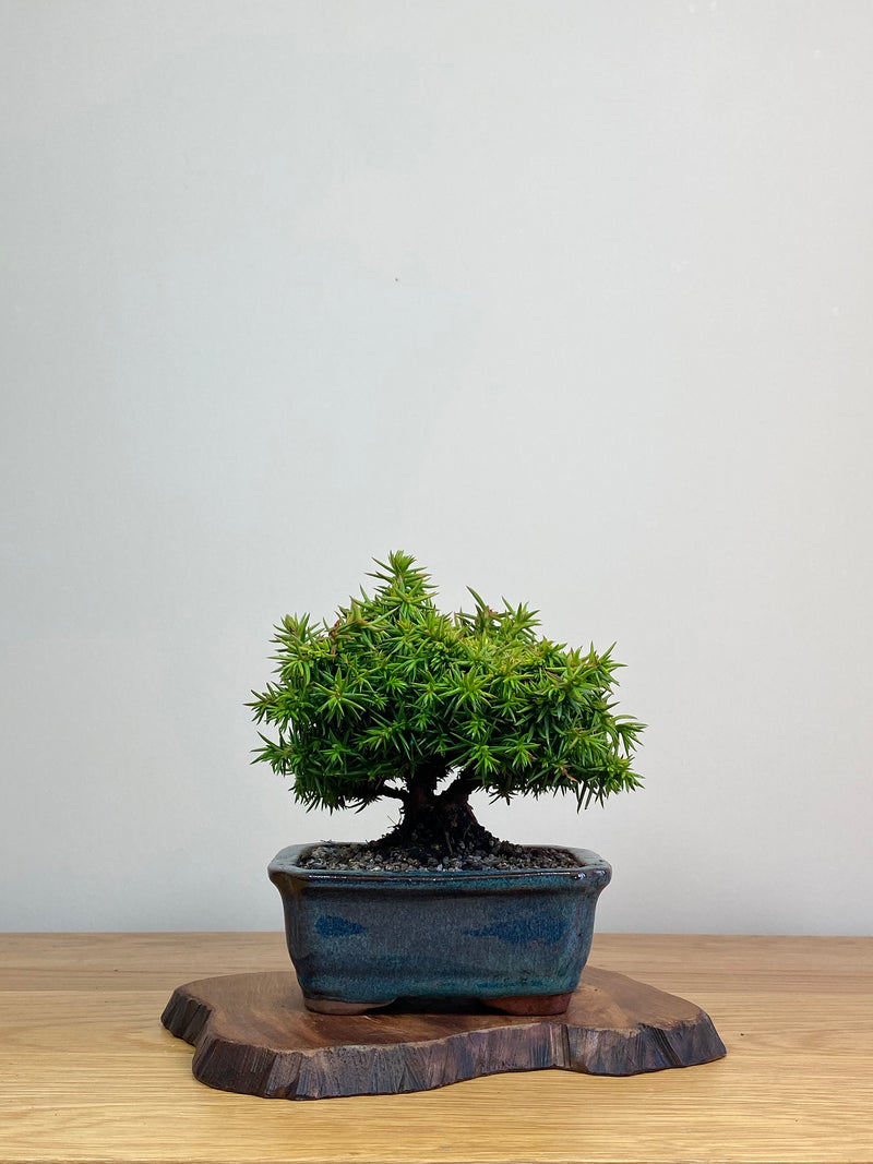 JAPANESE CEDAR (JC2103003)