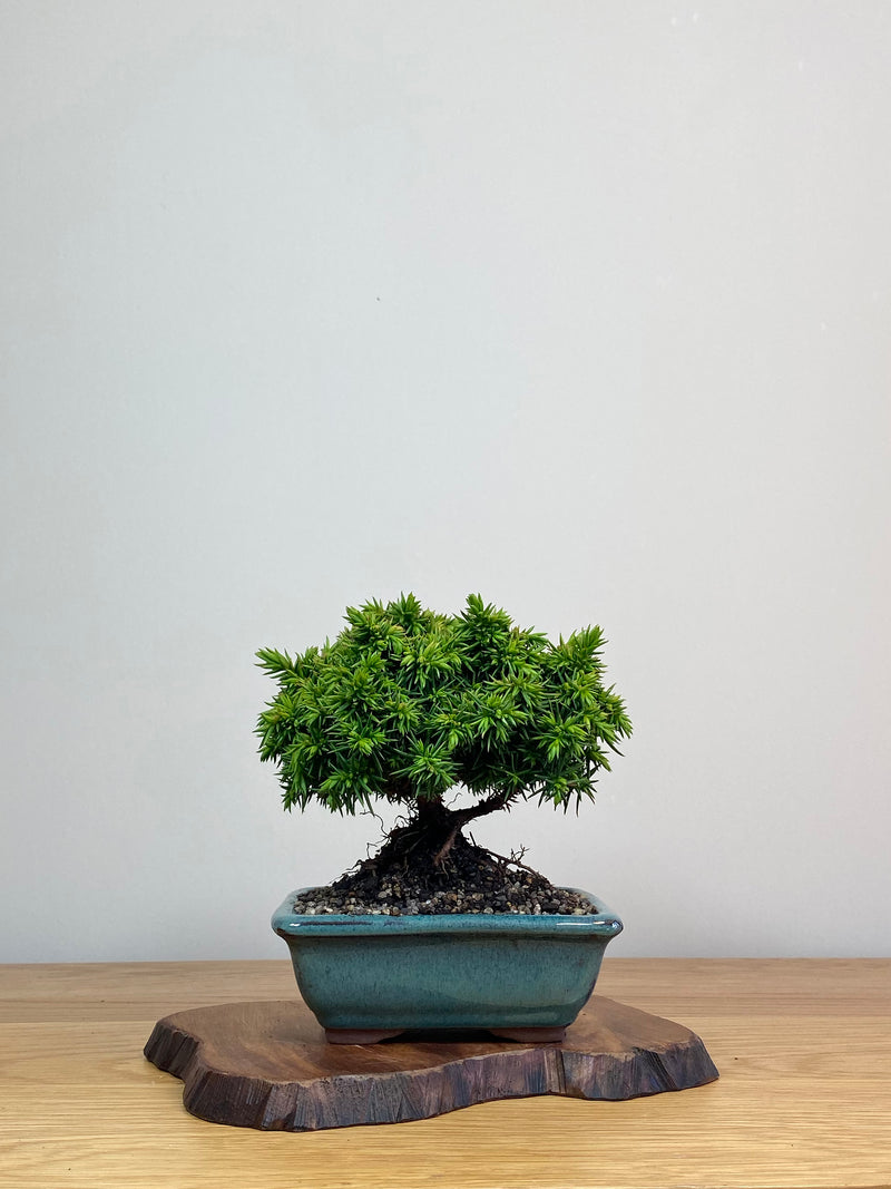 JAPANESE CEDAR (JC2103004)