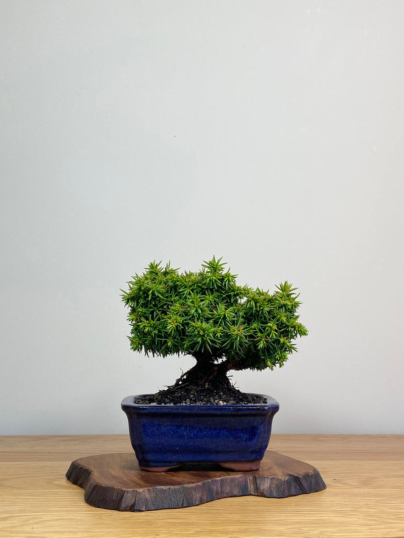 JAPANESE CEDAR (JC2103005)