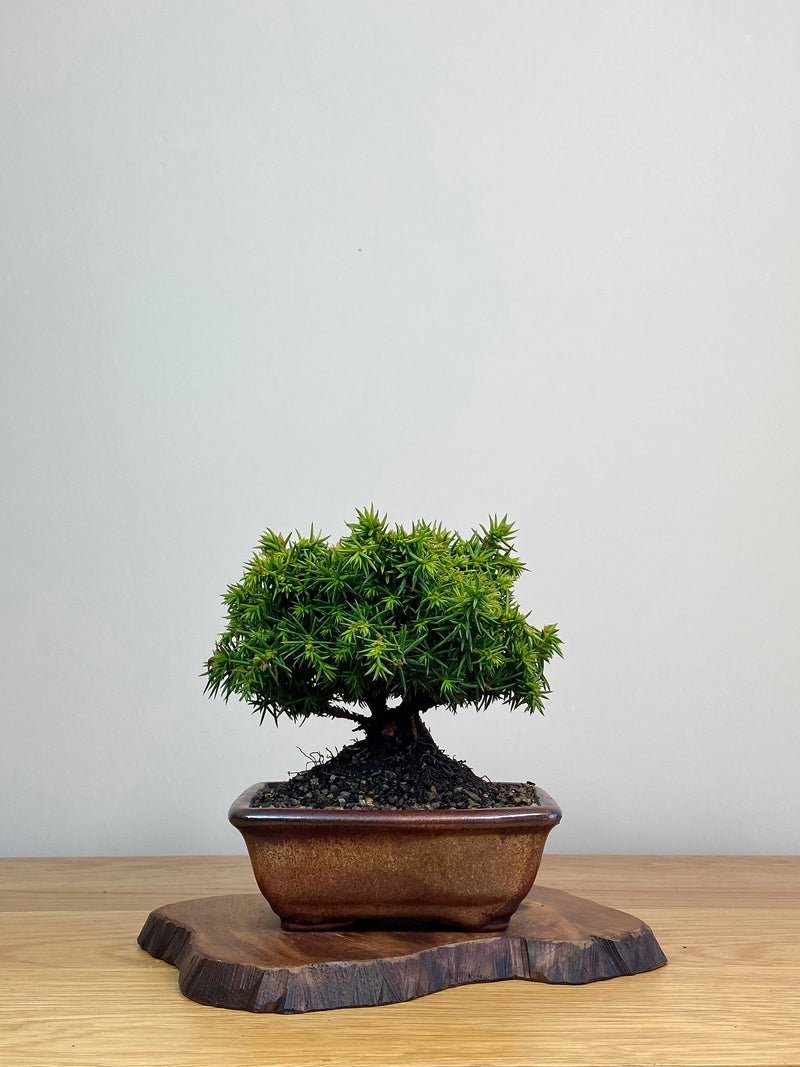 JAPANESE CEDAR (JC2103006)