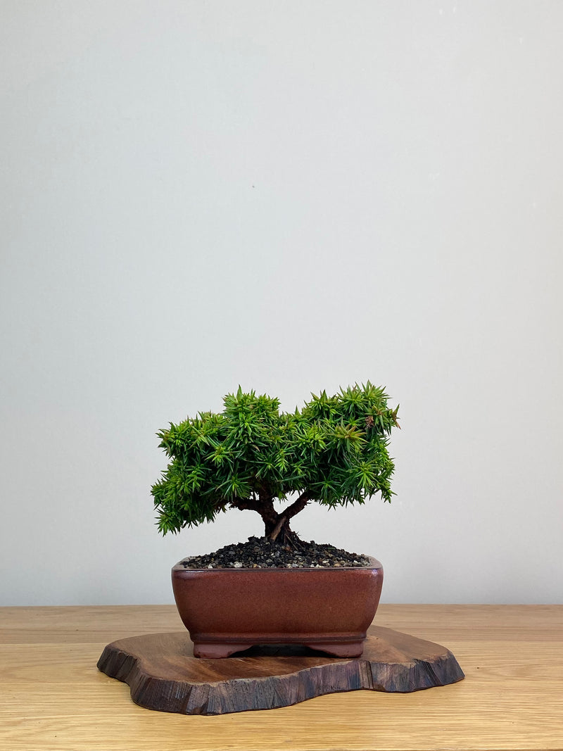 JAPANESE CEDAR (JC2103007)