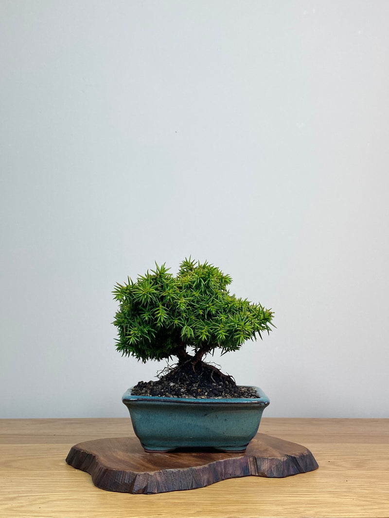 JAPANESE CEDAR (JC2103008)