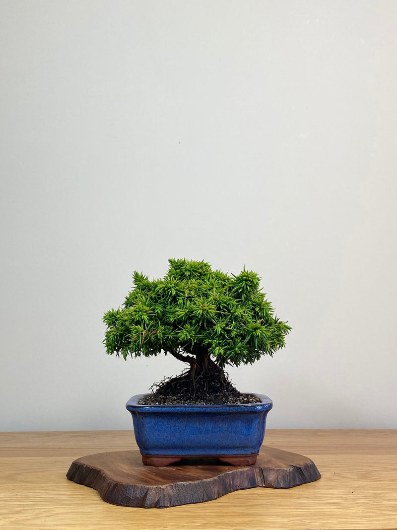 JAPANESE CEDAR (JC2103009)