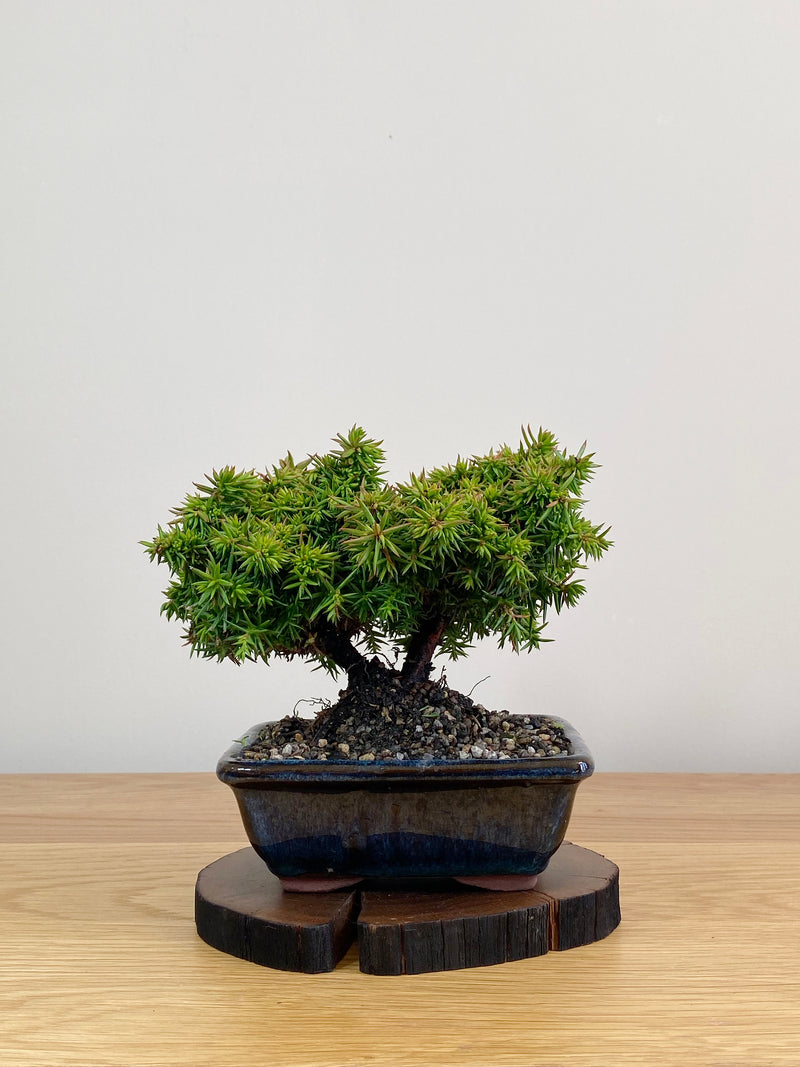 JAPANESE CEDAR (JC2103015)