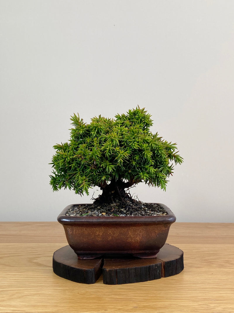 JAPANESE CEDAR (JC2103016)