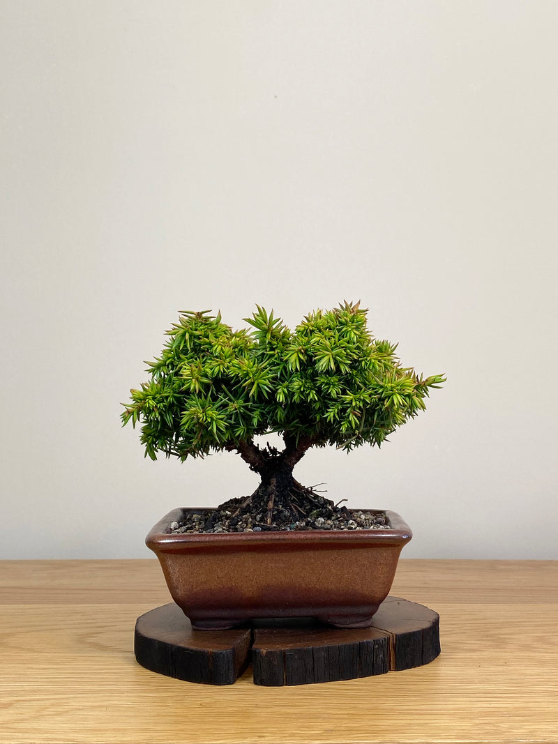 JAPANESE CEDAR (JC2103017)