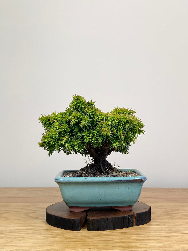 JAPANESE CEDAR (JC2103018)