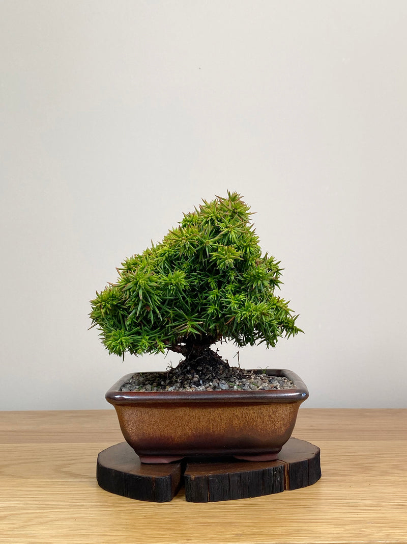 JAPANESE CEDAR (JC2103019)