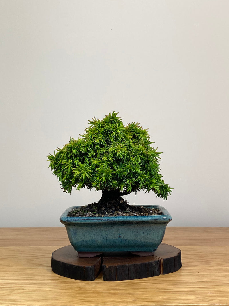 JAPANESE CEDAR (JC2103020)