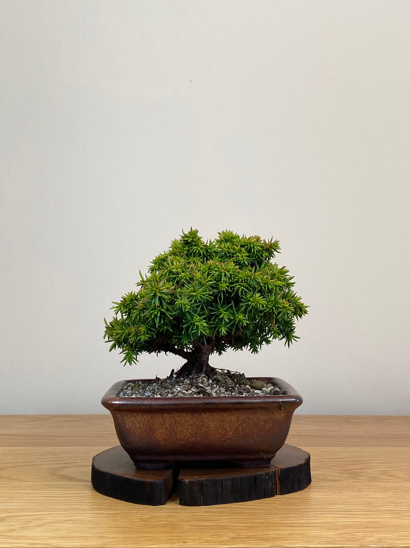 JAPANESE CEDAR (JC2103021)