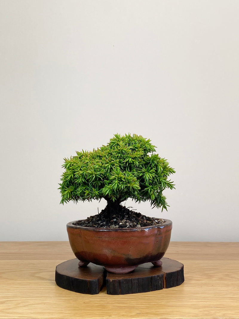 JAPANESE CEDAR (JC2103022)