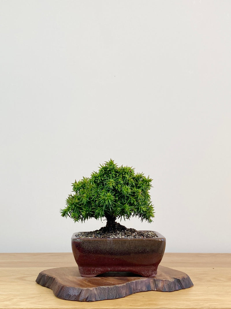 JAPANESE CEDAR (JC2104001)