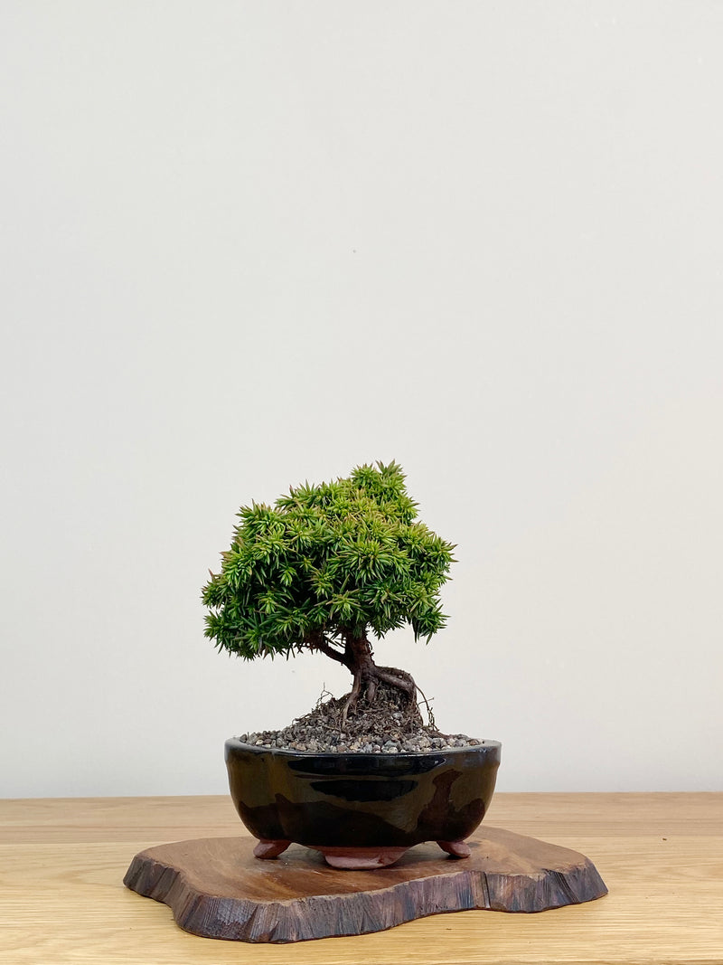 JAPANESE CEDAR (JC2104002)