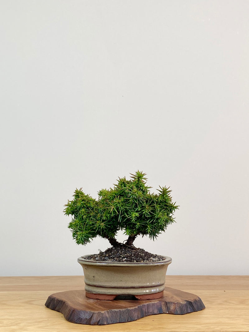 JAPANESE CEDAR (JC2104004)