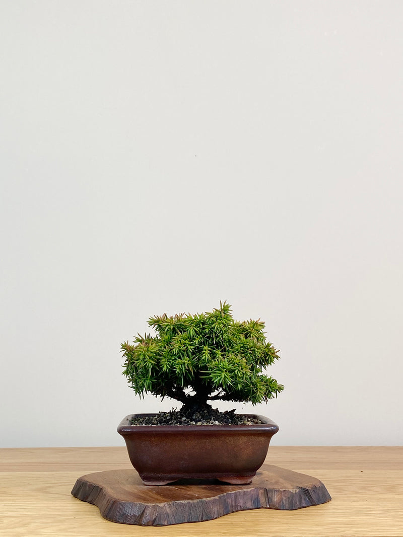 JAPANESE CEDAR (JC2104005)