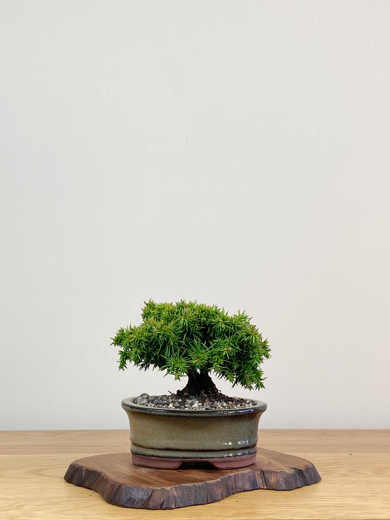 JAPANESE CEDAR (JC2104006)