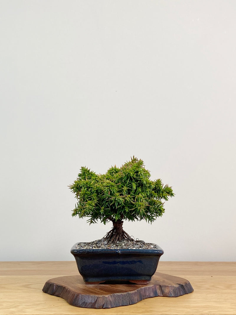 JAPANESE CEDAR (JC2104007)