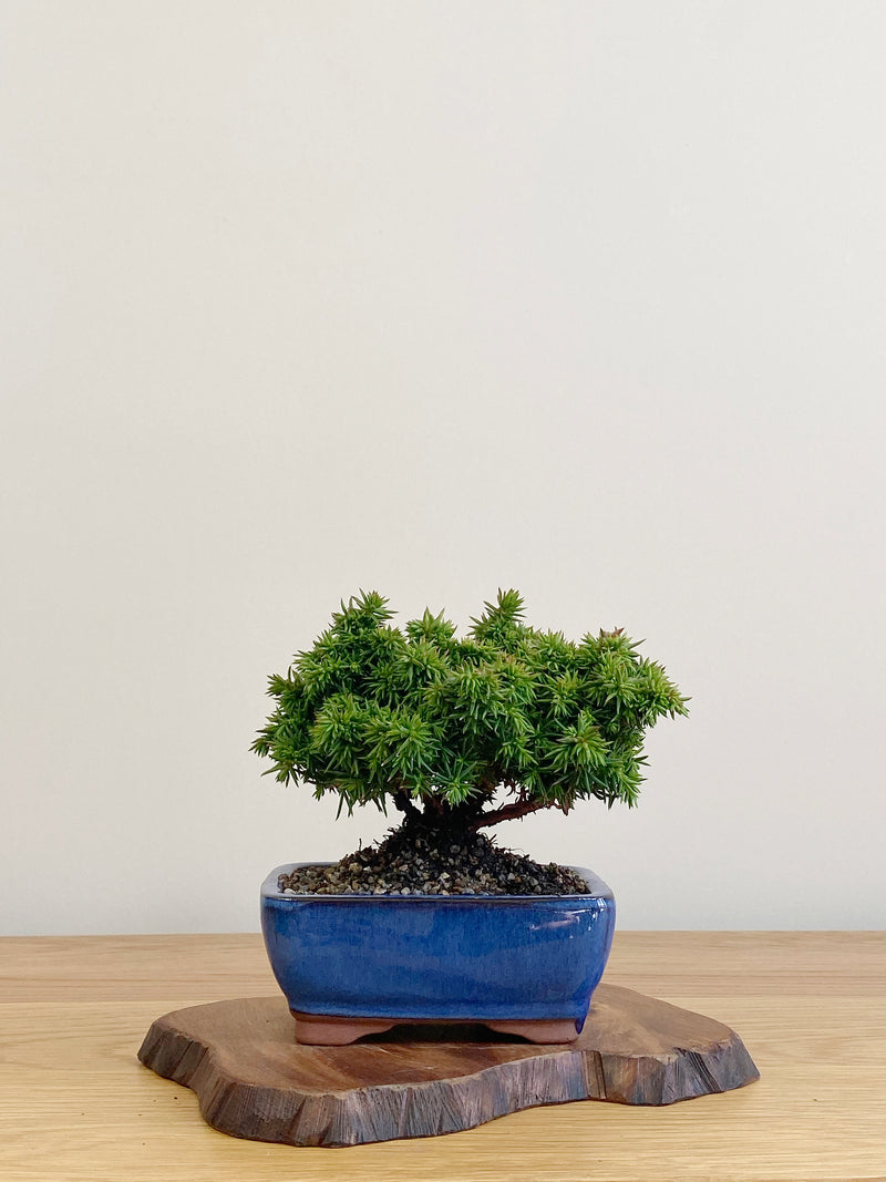 JAPANESE CEDAR (JC2104011)