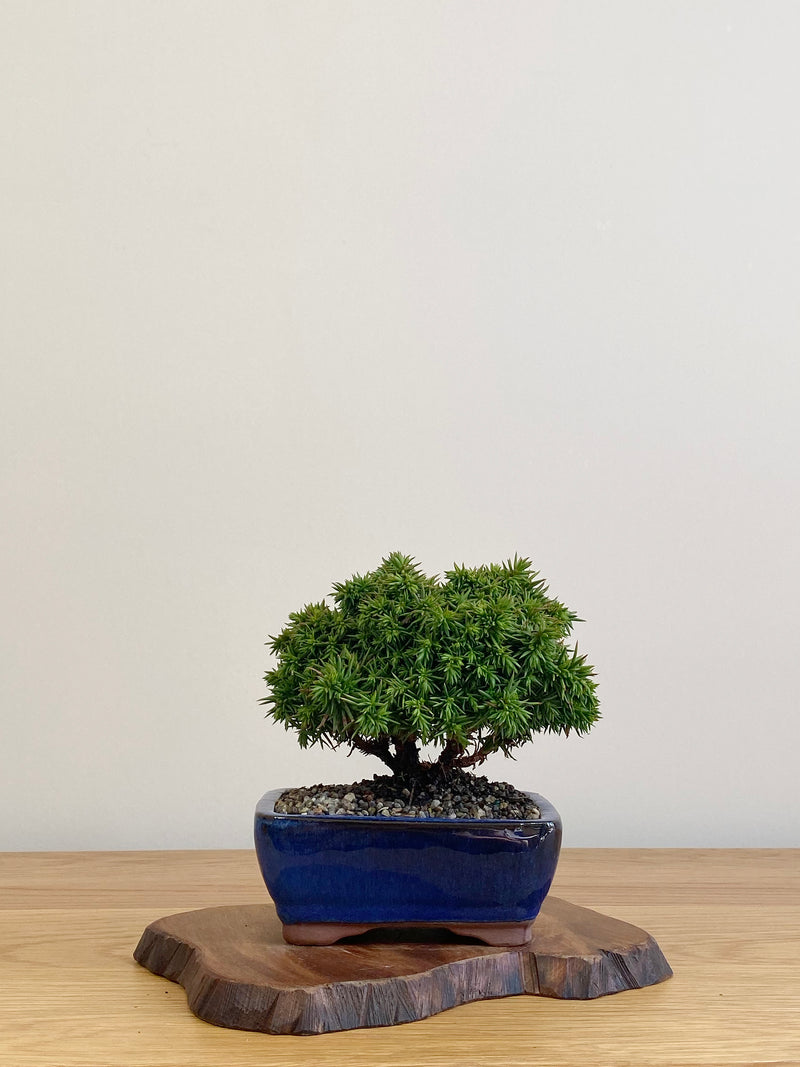 JAPANESE CEDAR (JC2104012)