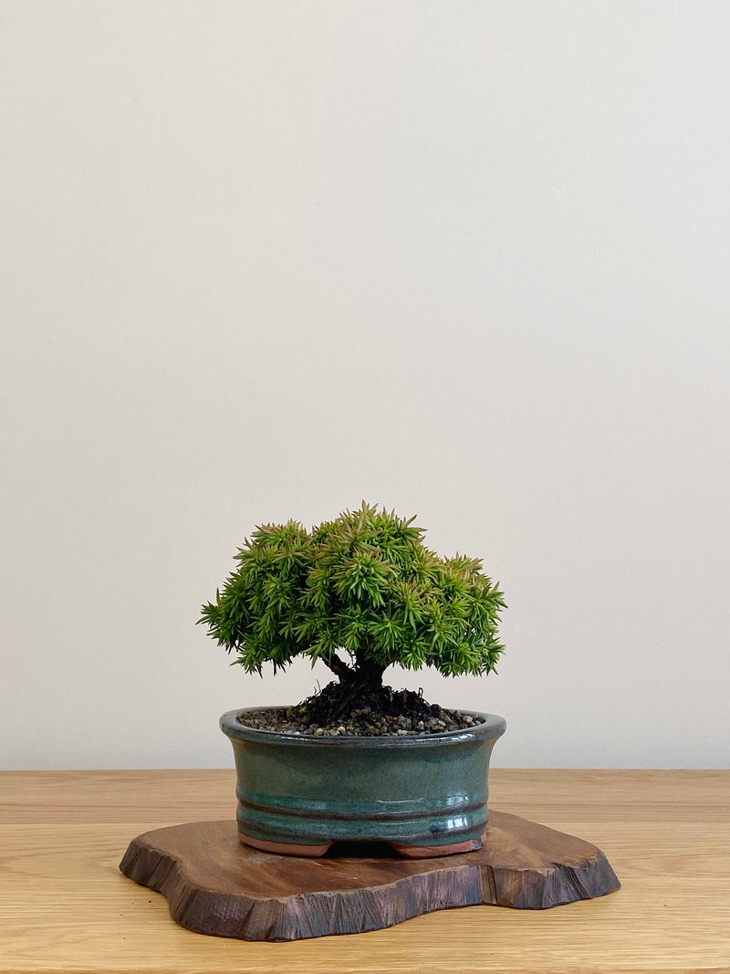 JAPANESE CEDAR (JC2104014)