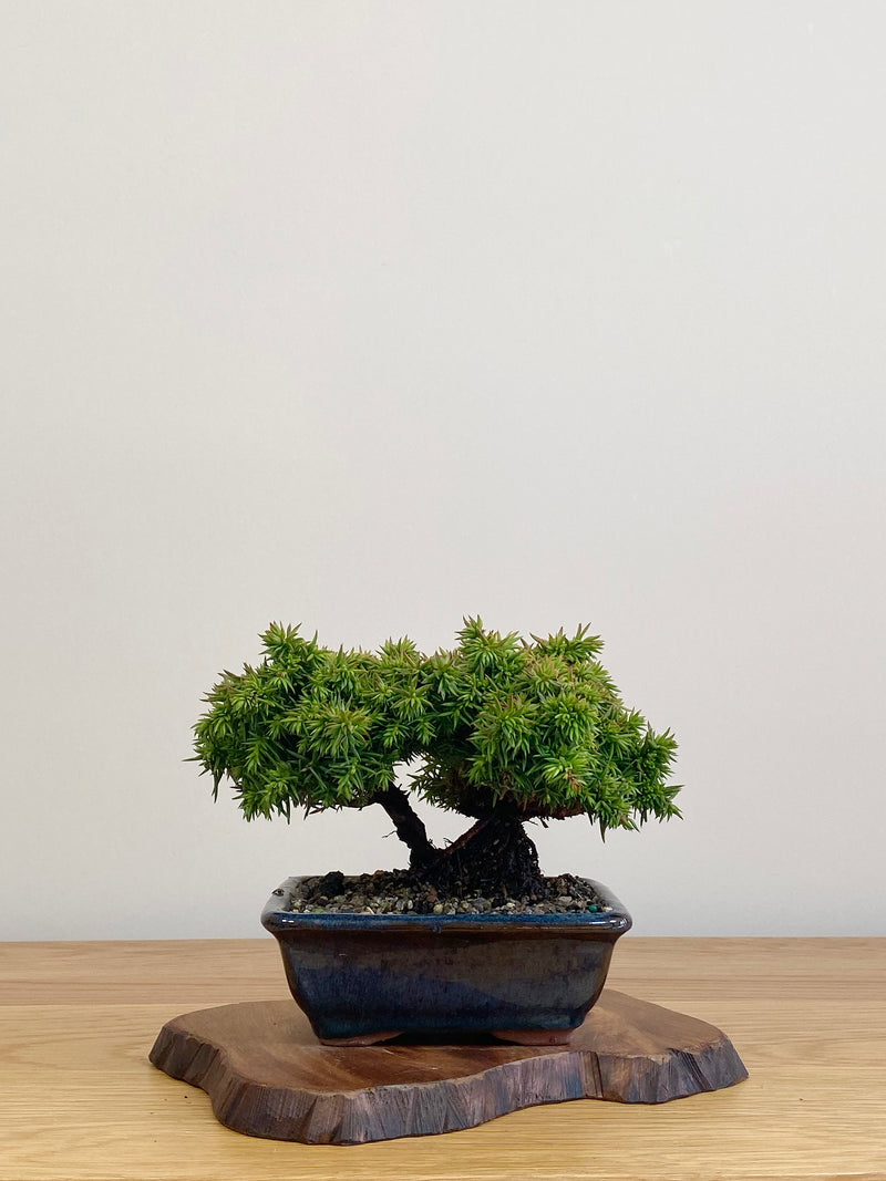 JAPANESE CEDAR (JC2104015)