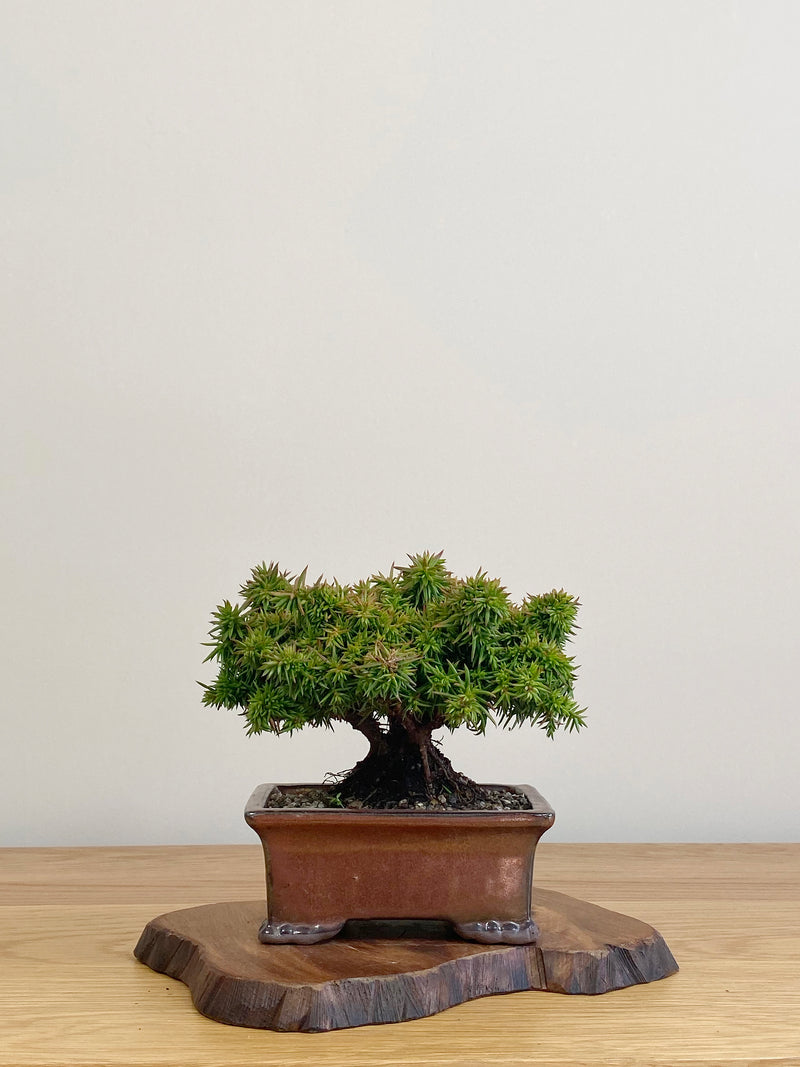 JAPANESE CEDAR (JC2104016)