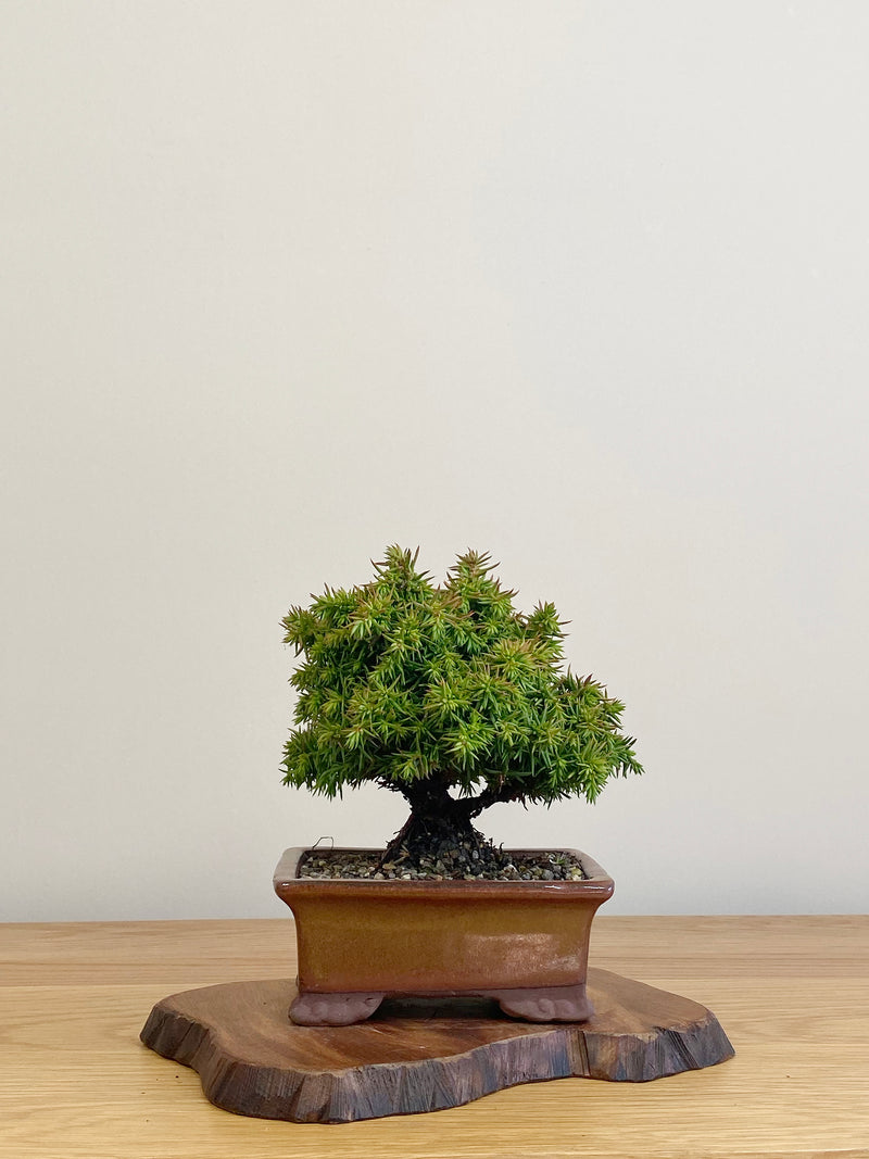 JAPANESE CEDAR (JC2104017)