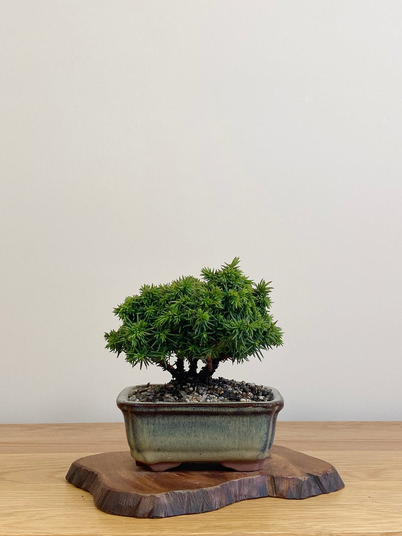 JAPANESE CEDAR (JC2104018)