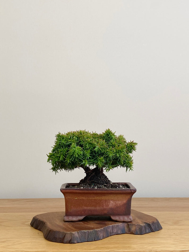 JAPANESE CEDAR (JC2104019)