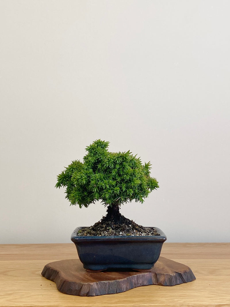 JAPANESE CEDAR (JC2104020)