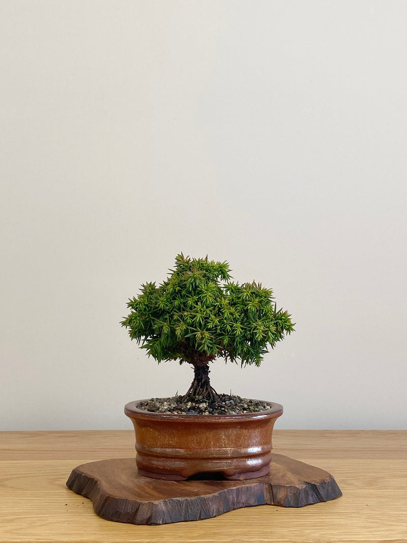 JAPANESE CEDAR (JC2104022)