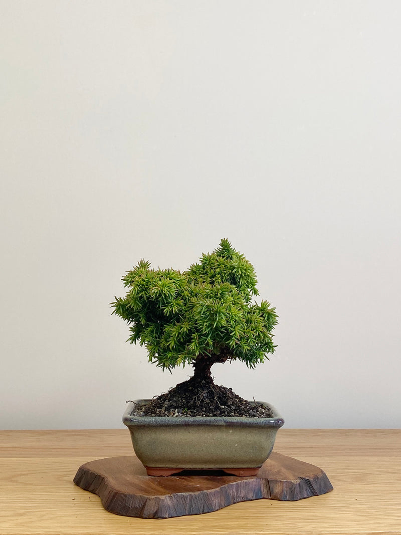 JAPANESE CEDAR (JC2104027)