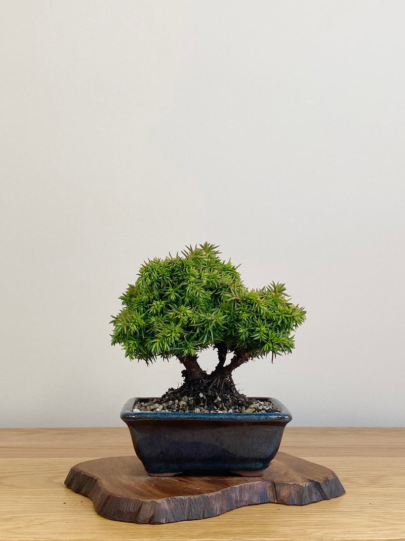 JAPANESE CEDAR (JC2104028)