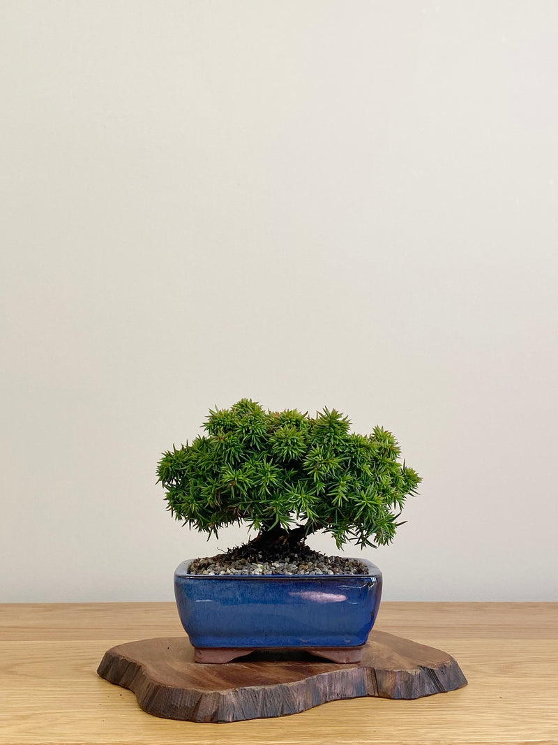 JAPANESE CEDAR (JC2104030)
