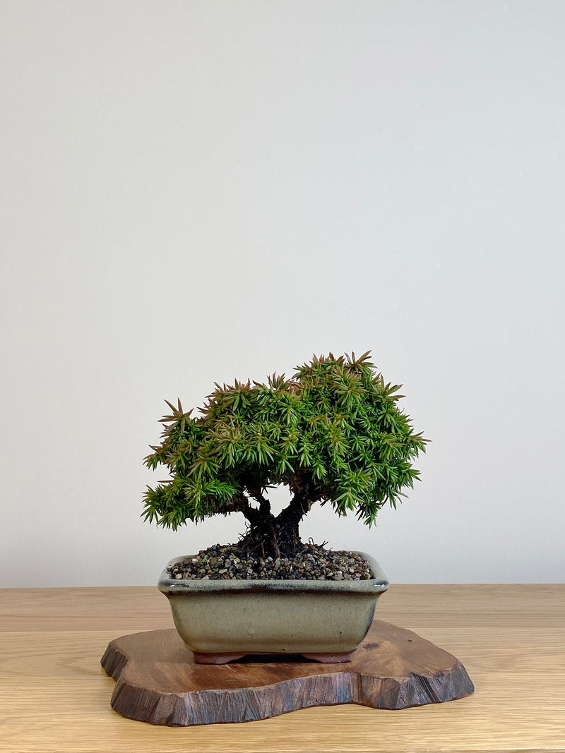 JAPANESE CEDAR (JC2106001)