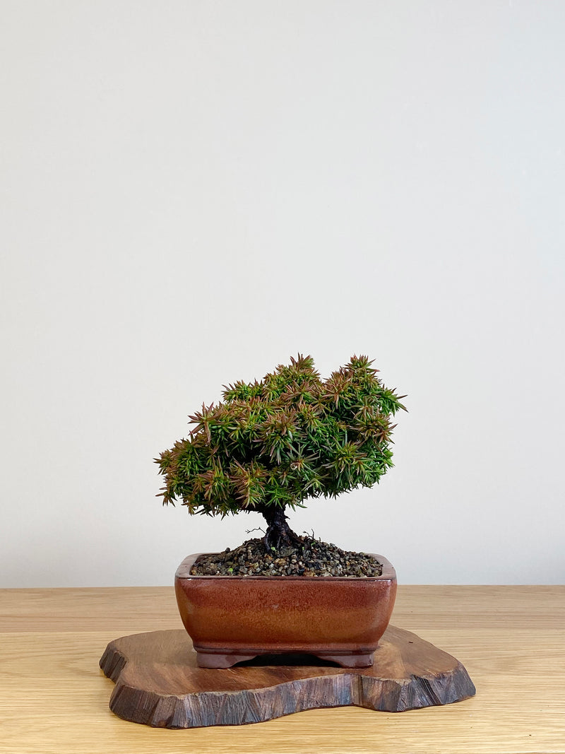 JAPANESE CEDAR (JC2106003)