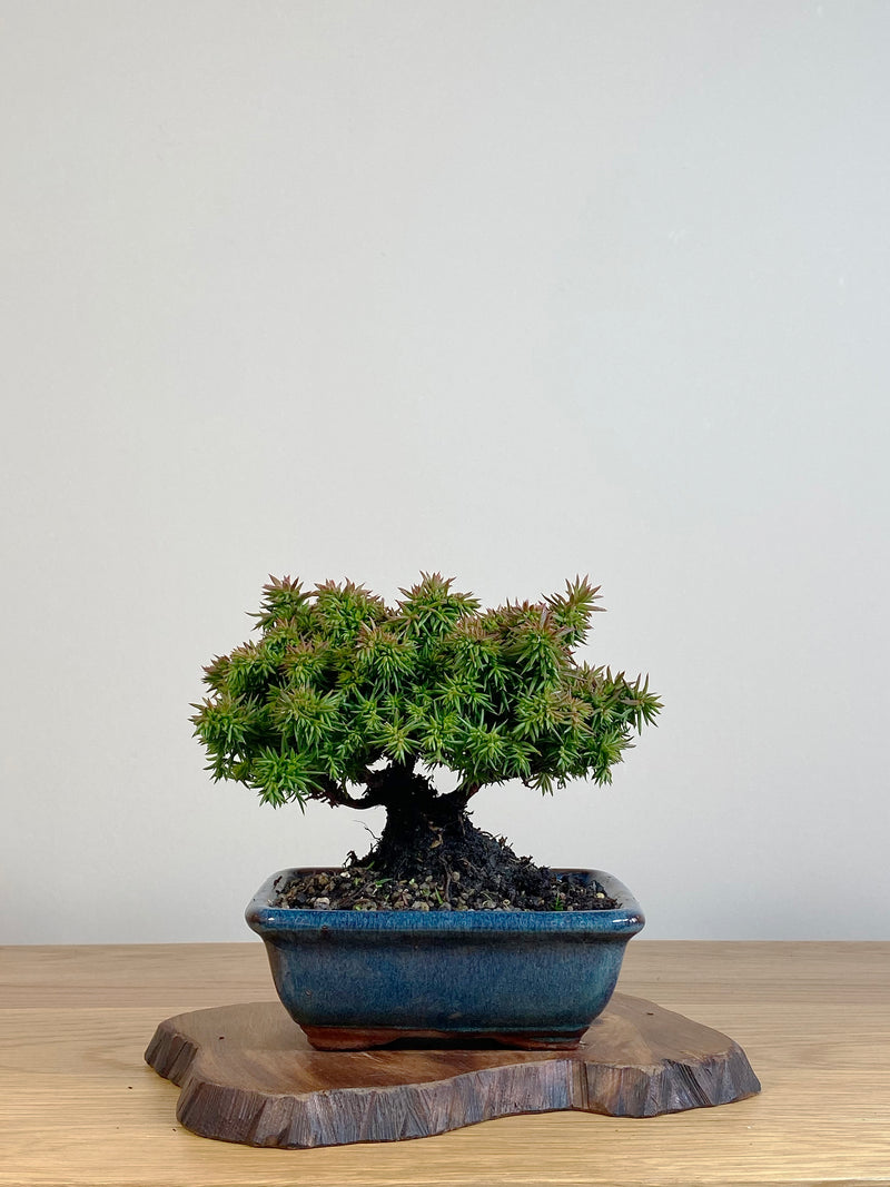 JAPANESE CEDAR (JC2106004)